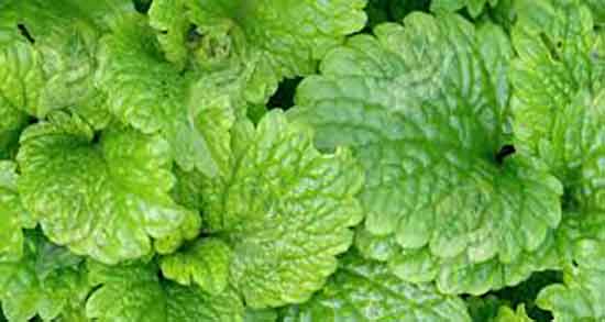 عکس بادرنجبویه کوهی و تصویر بادرنجویه کوهی برای کاشت در زمین عکس بادرنجبویه کوهی ؛ تصویر بادرنجویه کوهی برای کاشت در زمین