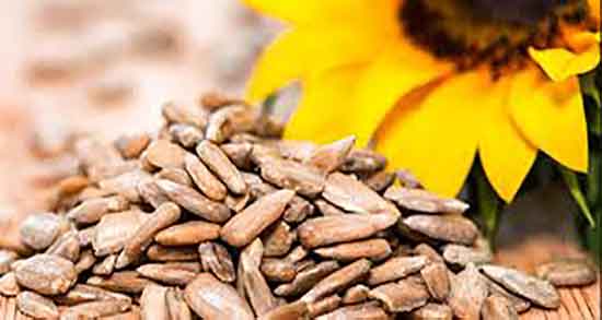 عکس تخمه آفتابگردان ؛ عکس سبزه تخمه آفتابگردان برای بسته بندی عکس تخمه آفتابگردان ؛ عکس سبزه تخمه آفتابگردان برای بسته بندی