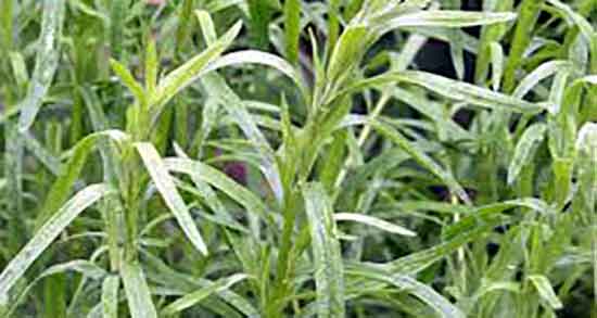 عکس ترخون تازه ؛ شکل ترخون تازه چیده شده از زمین کشاورزی عکس ترخون تازه ؛ شکل ترخون تازه چیده شده از زمین کشاورزی