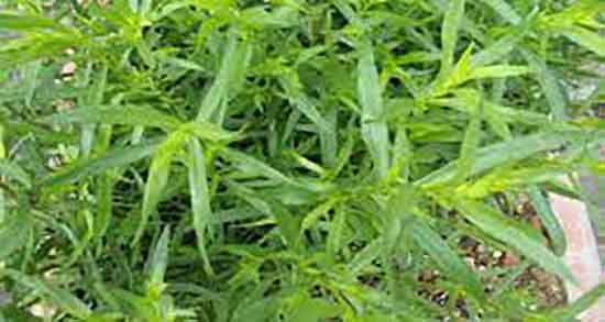 عکس ترخون و عکس ترخون خشک شده + عکس ترخون پودر شده عکس ترخون ؛ عکس ترخون خشک شده + عکس ترخون پودر شده