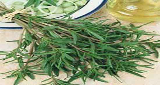 عکس ترخون کوهی و شکل ظاهری ترخون کوهی برای دمنوش عکس ترخون کوهی ؛ شکل ظاهری ترخون کوهی برای دمنوش