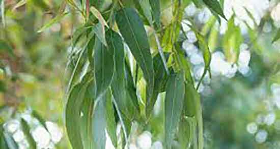 عکس درخت اکالیپتوس و عکس درخت اکالیپتوس رنگین کمان شکل عکس درخت اکالیپتوس ؛ عکس درخت اکالیپتوس رنگین کمان شکل