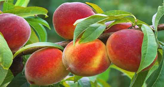 عکس درخت شفتالو و آشنایی با مشخصات ظاهری درخت شفتالو عکس درخت شفتالو ؛ آشنایی با مشخصات ظاهری درخت شفتالو