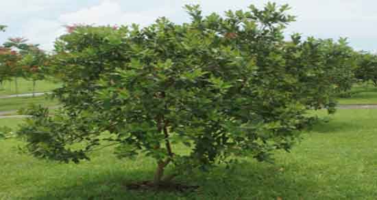 عکس درخت گواوا و آشنایی با مشخصات ظاهری درخت گواوا عکس درخت گواوا ؛ آشنایی با مشخصات ظاهری درخت گواوا