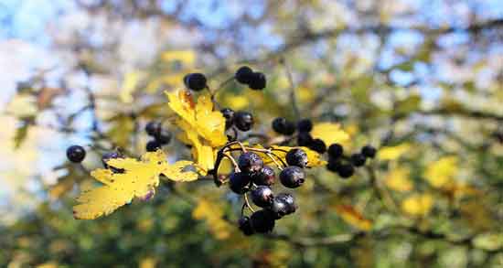 عکس زالزالک کوهی و مشخصات ظاهری زالزالک کوهی چگونه است عکس زالزالک کوهی ؛ مشخصات ظاهری زالزالک کوهی چگونه است