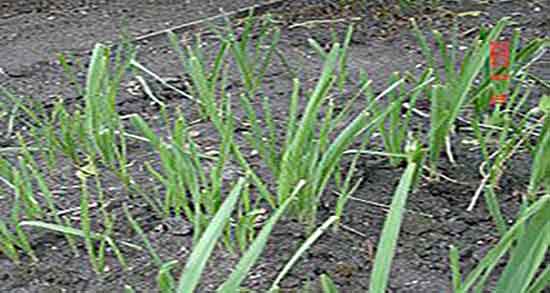 عکس سبزی تره و عکس و تصویر سبزی تره تازه در زمین کشاورزی عکس سبزی تره ؛ عکس و تصویر سبزی تره تازه در زمین کشاورزی