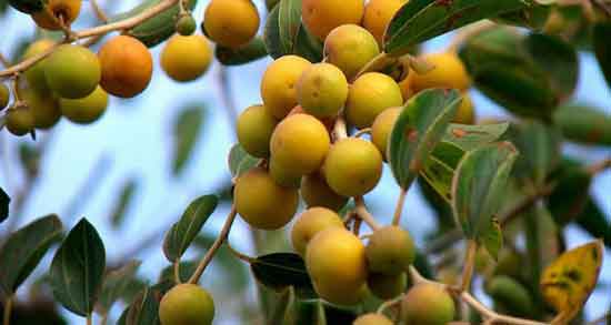 عکس میوه درخت کنار و آشنایی با مشخصات ظاهری و ویژگی های درخت کنار عکس میوه درخت کنار ؛ آشنایی با مشخصات ظاهری و ویژگی های درخت کنار