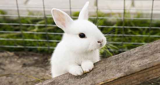 عکس گوشت خرگوش و تصویر گوشت خرگوش تازه در فروشگاه اینترنتی عکس گوشت خرگوش ؛ تصویر گوشت خرگوش تازه در فروشگاه اینترنتی