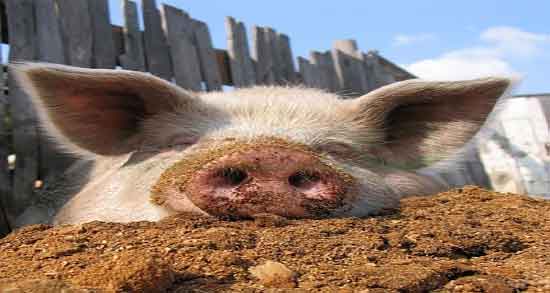 عکس گوشت خوک و تصویر گوشت خوک سرخ شده برای وعده غذا عکس گوشت خوک ؛ تصویر گوشت خوک سرخ شده برای وعده غذا