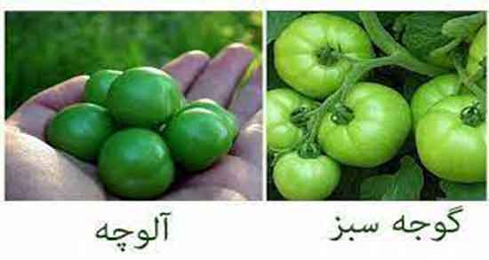 فرق آلوچه و گوجه سبز و چه تفاوت هایی بین آلوچه و گوجه سبز وجود دارد فرق آلوچه و گوجه سبز ؛ چه تفاوت هایی بین آلوچه و گوجه سبز وجود دارد