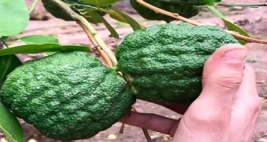 فرق ترنج و نارنج و بررسی تفاوت های ظاهری و خواص ترنج و نارنج فرق ترنج و نارنج ؛ بررسی تفاوت های ظاهری و خواص ترنج و نارنج