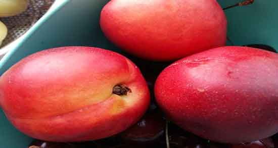 فرق شلیل و شفتالو و چه تفاوت هایی بین شلیل و شفتالو وجود دارد؟ فرق شلیل و شفتالو ؛ چه تفاوت هایی بین شلیل و شفتالو وجود دارد؟