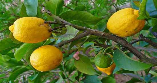 فصل میوه بالنگ و در کدام فصل میوه بالنگ رسیده می شود فصل میوه بالنگ ؛ در کدام فصل میوه بالنگ رسیده می شود