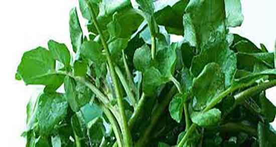 فواید آب تره برای مو و ایا اب تره برای ریزش مو مفید است یا نه فواید آب تره برای مو ؛ ایا اب تره برای ریزش مو مفید است یا نه