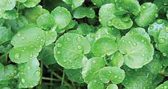 فواید آب تره و خواص خوردن آب تره برای درمان خون دماغ شدن فواید آب تره ؛ خواص خوردن آب تره برای درمان خون دماغ شدن