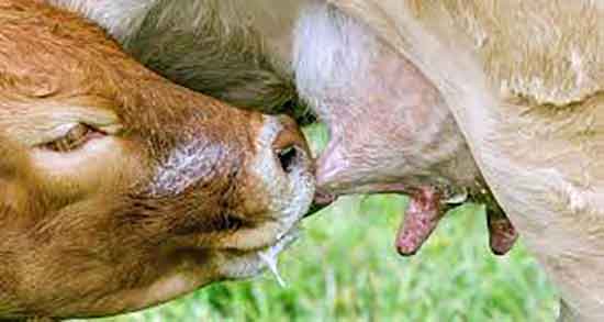 فواید آغوز در بارداری و خاصیت مصرف روزانه اغوز برای زنان باردار فواید آغوز در بارداری ؛ خاصیت مصرف روزانه اغوز برای زنان باردار