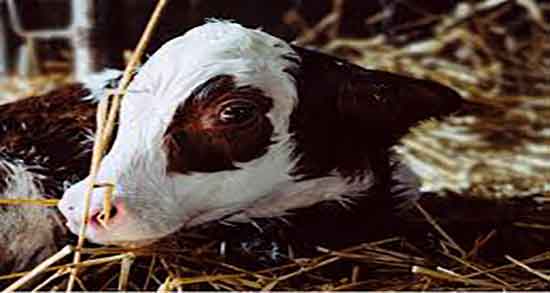 فواید آغوز گاو و خاصیت مصرف اغوز گاو برای ایمن سازی بدن انسان فواید آغوز گاو ؛ خاصیت مصرف اغوز گاو برای ایمن سازی بدن انسان