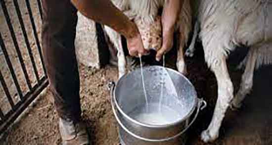 فواید آغوز گوسفندی و ایا اغوز گوسفندی برای بدن انسان مفیده یا نه فواید آغوز گوسفندی ؛ ایا اغوز گوسفندی برای بدن انسان مفیده یا نه