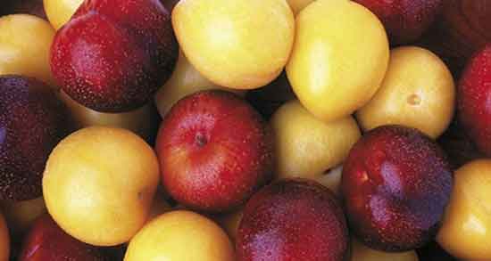 فواید آلو زرد و سیاه فواید و خواص بی شمار خوردن آلو زرد و سیاه برای سلامتی فواید آلو زرد و سیاه ؛ فواید و خواص بی شمار خوردن آلو زرد و سیاه برای سلامتی