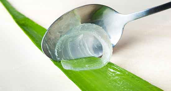 فواید آلوورا برای جوش صورت و روش استفاده از آلوورا برای درمان جوش فواید آلوورا برای جوش صورت ؛ روش استفاده از آلوورا برای درمان جوش