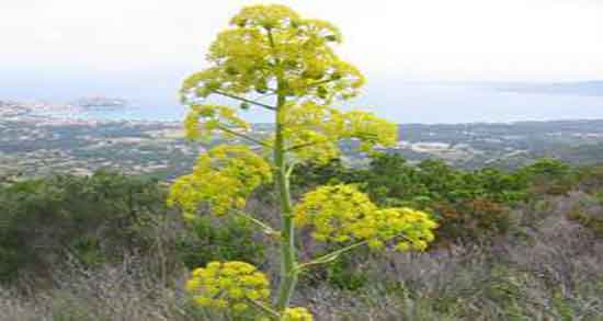 فواید آنغوزه و خواص پودر انغوزه برای باردار شدن زنان چیست فواید آنغوزه ؛ خواص پودر انغوزه برای باردار شدن زنان چیست