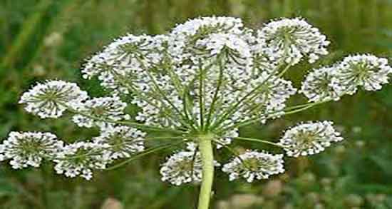 فواید آنغوزه چیست و خاصیت و مضرات گیاه انغوزه برای بدن چیست فواید آنغوزه چیست ؛ خاصیت و مضرات گیاه انغوزه برای بدن چیست