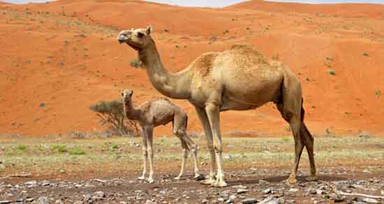 فواید ادرار شتر ماده ؛ خاصیت دارویی و درمانی استفاده از ادرار شتر ماده فواید ادرار شتر ماده ؛ خاصیت دارویی و درمانی استفاده از ادرار شتر ماده