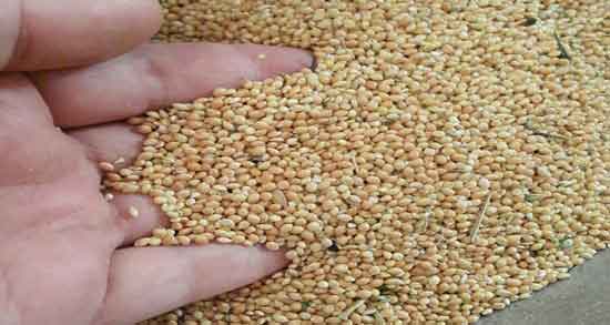 فواید ارزن برای مو و درمان ریزش مو و شوره با استفاده ارزن فواید ارزن برای مو ؛ درمان ریزش مو و شوره با استفاده ارزن