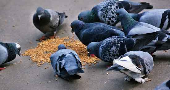 فواید ارزن برای کبوتر و همه چیز درباره خاصیت ارزن به عنوان غذای کبوتر فواید ارزن برای کبوتر ؛ همه چیز درباره خاصیت ارزن به عنوان غذای کبوتر