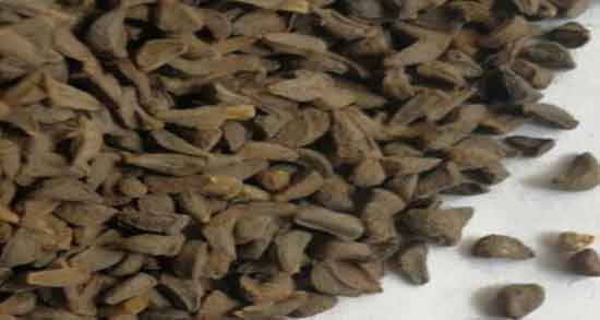 فواید اسپند خوراکی ؛ درمان درد سیاتیک با اسپند خوراکی فواید اسپند خوراکی ؛ درمان درد سیاتیک با اسپند خوراکی