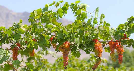 فواید اشک مو و خواص مصرف اشک مو برای درمان سنگ کلیه فواید اشک مو ؛ خواص مصرف اشک مو برای درمان سنگ کلیه