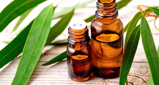 فواید اکالیپتوس برای مرغ عشق و خواص درخت اکالیپتوس برای مرغ عشق فواید اکالیپتوس برای مرغ عشق ؛ خواص درخت اکالیپتوس برای مرغ عشق