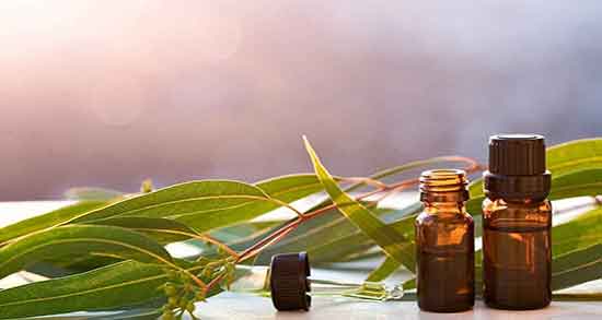 فواید اکالیپتوس برای پوست و خواص اکالیپتوس برای پوست و مو فواید اکالیپتوس برای پوست ؛ خواص اکالیپتوس برای پوست و مو