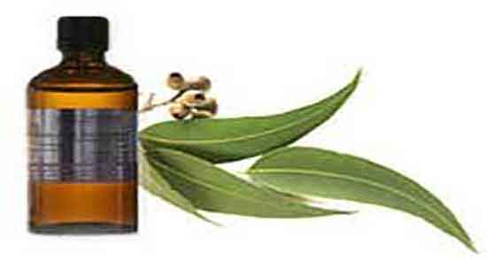 فواید اکالیپتوس و خاصیت بخور اکالیپتوس برای سینوزیت در انسان فواید اکالیپتوس ؛ خاصیت بخور اکالیپتوس برای سینوزیت در انسان