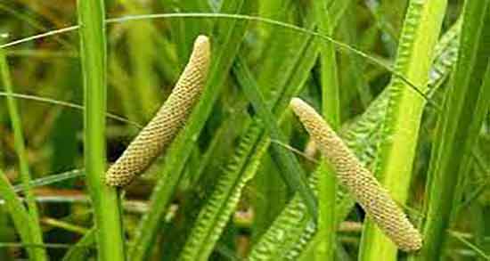 فواید اگیر ترکی و خواص گیاه اگیر ترکی برای پوست و مو چیست فواید اگیر ترکی ؛ خواص گیاه اگیر ترکی برای پوست و مو چیست