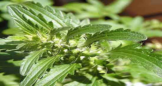 فواید بادرنجبویه برای معده و خاصیت درمانی بادرنجبویه برای زخم معده فواید بادرنجبویه برای معده ؛ خاصیت درمانی بادرنجبویه برای زخم معده