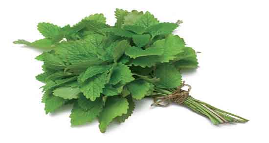 فواید بادرنجبویه برای پوست و خاصیت مصرف بادرنجبویه برای زیبایی پوست فواید بادرنجبویه برای پوست ؛ خاصیت مصرف بادرنجبویه برای زیبایی پوست