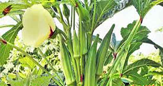 فواید بامیه برای قند خون و درمان و کنترل قند خون با خوردن بامیه خام فواید بامیه برای قند خون ؛ درمان و کنترل قند خون با خوردن بامیه خام