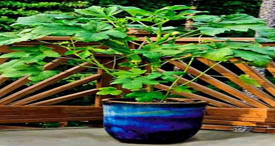 فواید بامیه برای مردان و خاصیت بامیه برای تقویت نیروی جنسی اقایان فواید بامیه برای مردان ؛ خاصیت بامیه برای تقویت نیروی جنسی اقایان