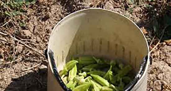 فواید بامیه برای کودکان و ایا خوردن بامیه به رشد کودکان کمک میکند فواید بامیه برای کودکان ؛ ایا خوردن بامیه به رشد کودکان کمک میکند