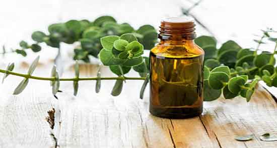 فواید بخور اکالیپتوس برای ریه و خاصیت بخور اکالیپتوس برای تنفس فواید بخور اکالیپتوس برای ریه ؛ خاصیت بخور اکالیپتوس برای تنفس