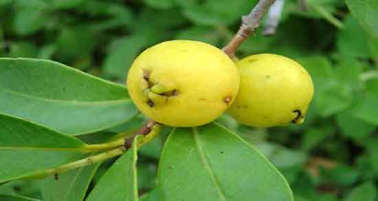 فواید برگ گواوا و آشنایی با کاربردهای درمانی برگ گواوا فواید برگ گواوا ؛ آشنایی با کاربردهای درمانی برگ گواوا