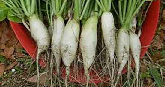 فواید ترب سفید و سیاه و خاصیت درمانی ترب سفید و سیاه برای بدن فواید ترب سفید و سیاه ؛ خاصیت درمانی ترب سفید و سیاه برای بدن