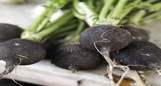 فواید ترب سیاه برای کلیه و ایا خوردن ترب سیاه برای دفع سنگ کلیه مفیده فواید ترب سیاه برای کلیه ؛ ایا خوردن ترب سیاه برای دفع سنگ کلیه مفیده