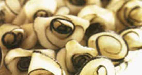 فواید ترب سیاه و سفید و ایا خوردن ترب سیاه و سفید برای بدن مفیده فواید ترب سیاه و سفید ؛ ایا خوردن ترب سیاه و سفید برای بدن مفیده