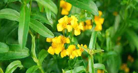 فواید ترخون خشک و خاصیت مصرف ترخون خشک برای مخلوط ادویه فواید ترخون خشک ؛ خاصیت مصرف ترخون خشک برای مخلوط ادویه