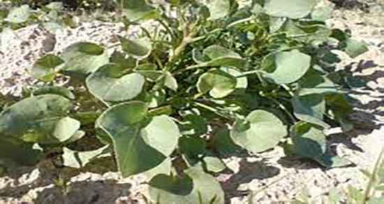 فواید ترشک و خاصیت خوردن ترشک برای بدن انسان چیست فواید ترشک ؛ خاصیت خوردن ترشک برای بدن انسان چیست