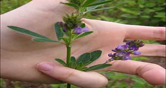 فواید ترشک کوهی و خاصیت مصرف ترشک کوهی برای زنان باردار فواید ترشک کوهی ؛ خاصیت مصرف ترشک کوهی برای زنان باردار