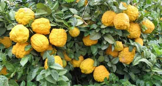 فواید ترنج و آشنایی با خواص درمانی مصرف ترنج برای سلامتی فواید ترنج ؛ آشنایی با خواص درمانی مصرف ترنج برای سلامتی