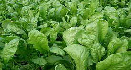 فواید تره تیزک و خواص تره تیزک برای درمان جوش های پوستی صورت فواید تره تیزک ؛ خواص تره تیزک برای درمان جوش های پوستی صورت